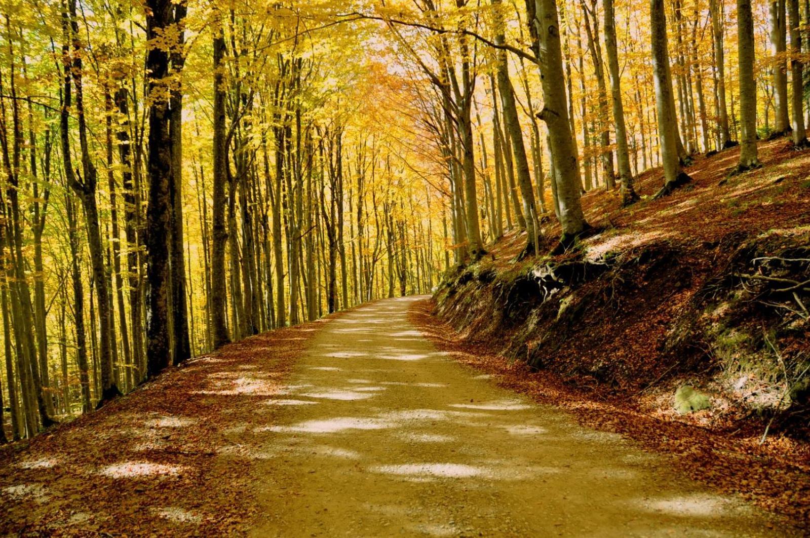 Appartamento Borgo Mezzo Pratovecchio Bagian luar foto